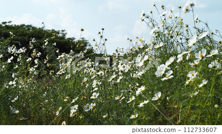 White cosmos flowers blown by the wind 112733607