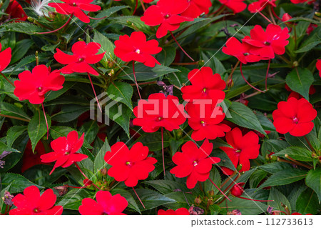 Red balsam flowers o Red balsam flowers o 112733613