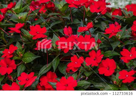 Red balsam flowers o Red balsam flowers o 112733616