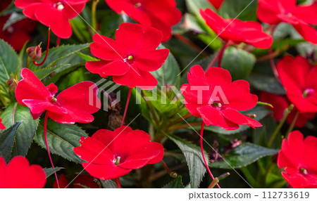 Red balsam flowers o Red balsam flowers o 112733619