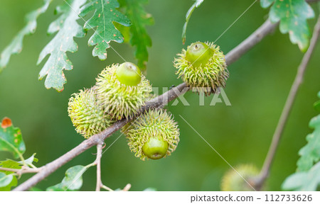 Austrian oak acorns 112733626