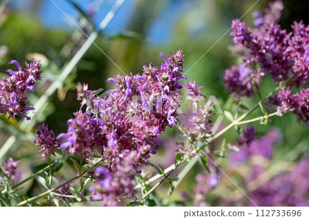 clary sage clary sage 112733696