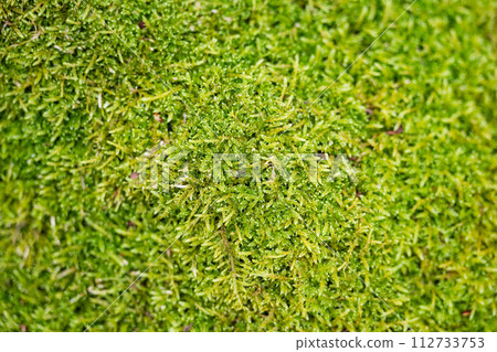 green moss background 112733753