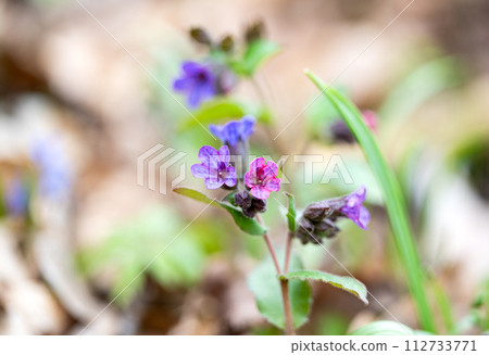 Lungwort first spring flower Lungwort first spring flower 112733771