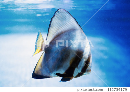 Orbicular batfish Platax orbicularis - ocean and sea fish in the aquarium 112734179