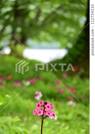 Japanese primrose on the shores of Lake Chuzenji Japanese primrose on the shores of Lake Chuzenji 112734310