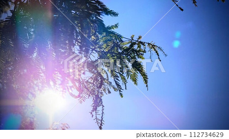 Trees swaying in the wind and backlit by the sun in the park 112734629