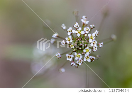 White flower White flower 112734654