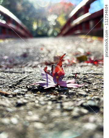 Close-up of fallen leaves on the boardwalk 112734684