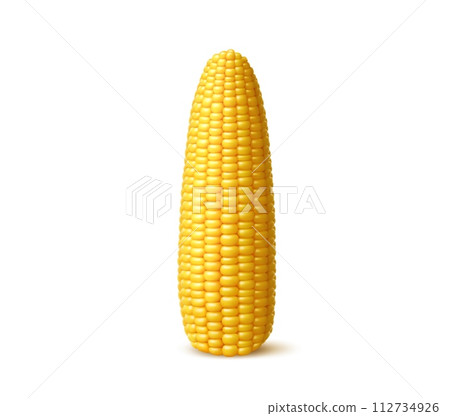 Realistic ripe sweet corn cob. Isolated 3d vector yellow maize corncob vegetable with edible and nutritious cylindrical core and plump seeds. Farm plant, filled with rows of sweet and juicy kernels 112734926