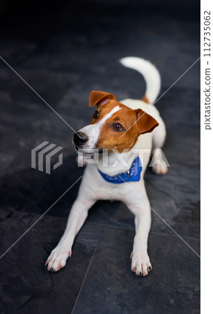 Cute Jack Russell dog on a black background 112735062