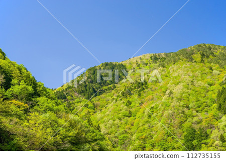 Beautiful early summer scenery with refreshing blue skies and bright fresh greenery 112735155