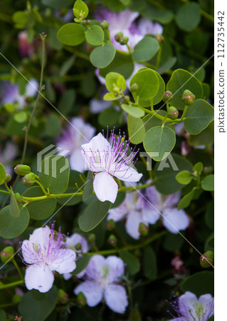 A vibrant flower amidst green leaves, showcasing the natural contrast and beauty of flora. A vibrant flower amidst green leaves, showcasing the natural contrast and beauty of flora. 112735442