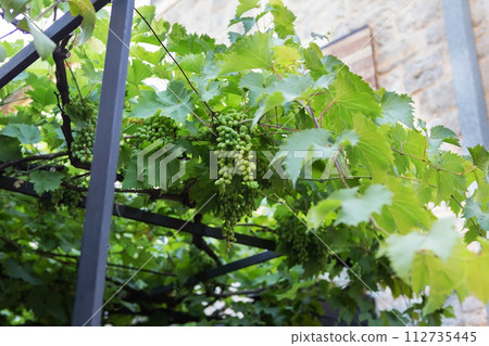Green grapes hang from a vine intertwined with a black metal fence, showcasing urban gardening. 112735445