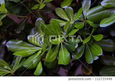 Vibrant green leaves against a dark background, showcasing natural beauty and contrast. Vibrant green leaves against a dark background, showcasing natural beauty and contrast. 112735446