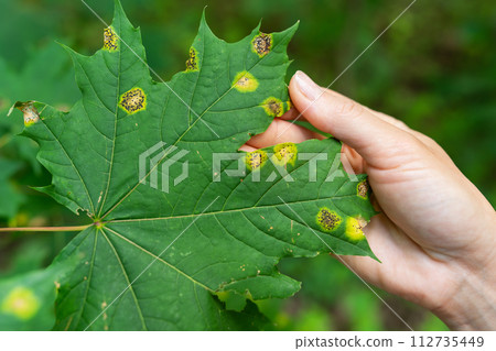 A diseased green maple leaf held by a hand against a blurred nature background. 112735449