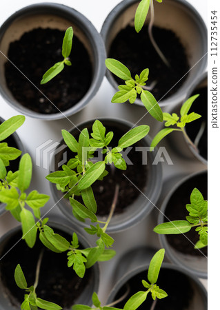 Several young green tomato seedlings grow in gray pots on a white background. Gardening concept. 112735454