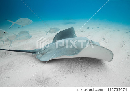 Stingray underwater on sandy bottom. Sting ray fish in tropical sea 112735674