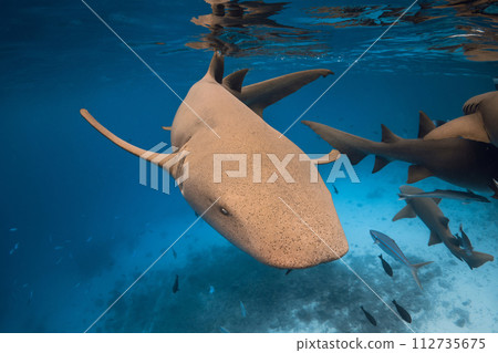 Close up of Nurse shark in tropical blue ocean. 112735675