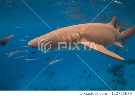 Nurse shark swims in tropical blue sea. Close up Nurse shark swims in tropical blue sea. Close up 112735679
