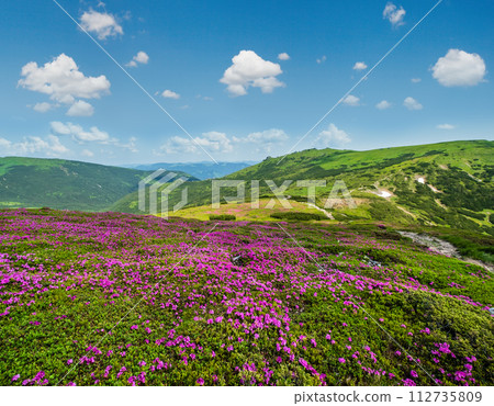 Blossoming slopes (rhododendron flowers ) of Carpathian mountains. 112735809