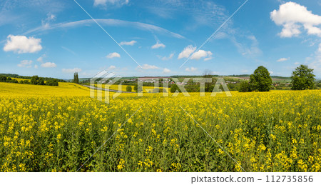 Spring rapeseed yellow blooming fields 112735856