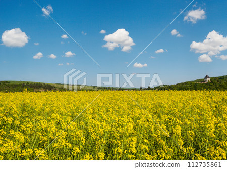 Spring rapeseed yellow blooming fields view, blue sky with clouds in sunlight. Pyatnychany tower (defense structure, 15th century) on far hill slope. Spring rapeseed yellow blooming fields view, blue sky with clouds in sunlight. Pyatnychany tower (defense structure, 15th century) on far hill slope. 112735861