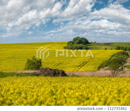 Spring rapeseed yellow blooming fields view, blue sky with clouds in sunlight. Natural seasonal, good weather, climate, eco, farming, countryside beauty concept. Spring rapeseed yellow blooming fields view, blue sky with clouds in sunlight. Natural seasonal, good weather, climate, eco, farming, countryside beauty concept. 112735862
