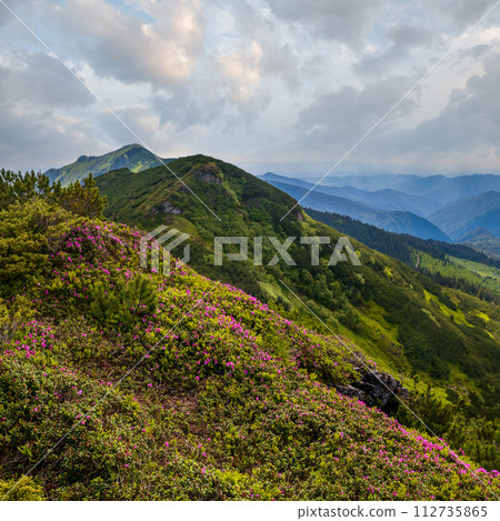 Pink rose rhododendron flowers on summer mountain slope 112735865