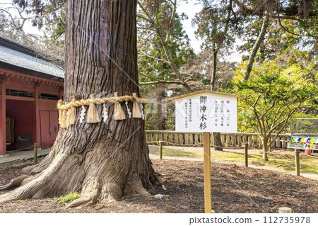 Shiogama Shrine in early spring, Sacred Cedar, Shiogama City, Miyagi Prefecture Shiogama Shrine in early spring, Sacred Cedar, Shiogama City, Miyagi Prefecture 112735978
