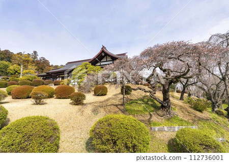 Shiogama Shrine in early spring, seasonal cherry blossoms and shrine office, Shiogama City, Miyagi Prefecture 112736001
