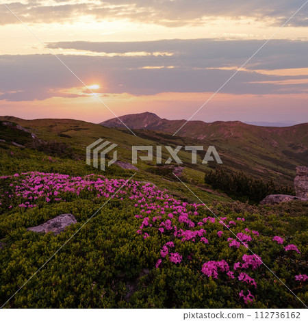 Pink rose rhododendron flowers on morning summer mountain slope. Carpathian, Ukraine. Pink rose rhododendron flowers on morning summer mountain slope. Carpathian, Ukraine. 112736162