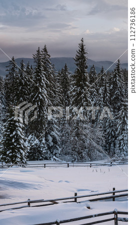 Pre-dawn alpine mountain snowy winter fir forest and snow drifts near wood fence on secondary countryside road wayside 112736186