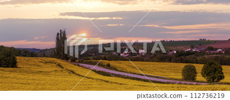 Spring rapeseed yellow blooming fields 112736219