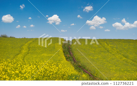 Small young deer on dirty road through spring rapeseed yellow blooming fields. Natural seasonal, good weather, climate, eco, farming, countryside and animal beauty concept. 112736221