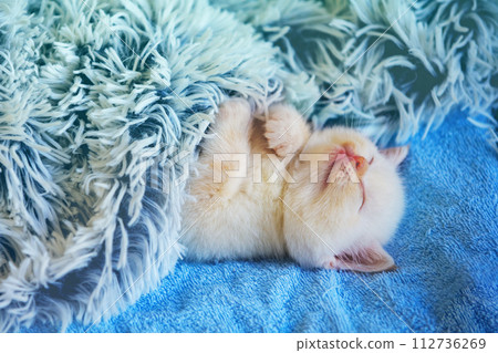 Sleeping cute little kitten covered in a fluffy blanket Sleeping cute little kitten covered in a fluffy blanket 112736269