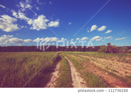 Country dirt road on a field in summer 112736288
