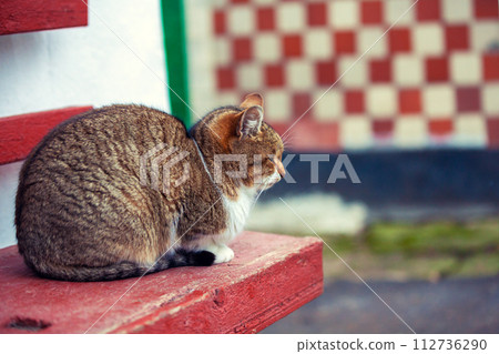 The cat sits on a bench in the yard 112736290
