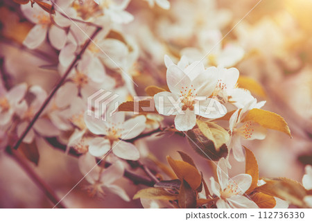 Blossoming apple orchard. Spring nature background. Branches with flowering apple flowers 112736330