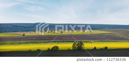 Spring countryside view with rapeseed yellow blooming fields, groves, hills. Ukraine, Lviv Region. 112736336