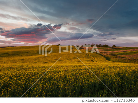 Spring sunset rapeseed yellow blooming fields view, blue sky with clouds in evening sunlight. Natural seasonal, good weather, climate, eco, farming, countryside beauty concept. Spring sunset rapeseed yellow blooming fields view, blue sky with clouds in evening sunlight. Natural seasonal, good weather, climate, eco, farming, countryside beauty concept. 112736340