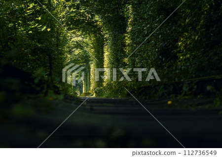 Green tunnel of trees growing above the railway. Light at the end of a tunnel made of tree branches. 112736549