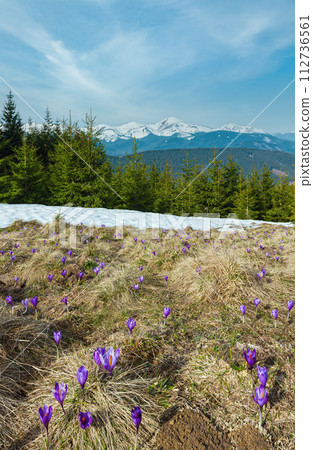 Purple Crocus flowers on spring mountain 112736561