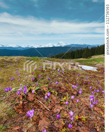 Purple Crocus flowers on spring mountain 112736563
