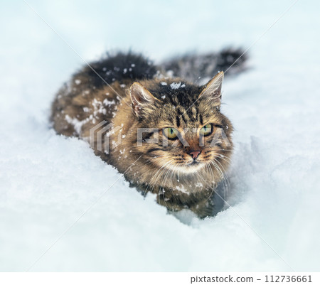 Cat outdoors in winter. Siberian gray cat walking in the deep snow in winter 112736661