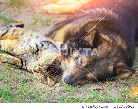 Best friends dog and cat lying together outdoors Best friends dog and cat lying together outdoors 112736662