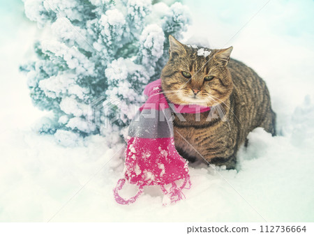 Cat in knitted scarf sitting outdoors in the snow in winter during snowfall near fir tree 112736664