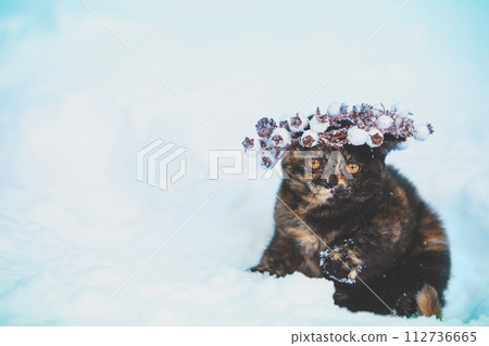 Tortoiseshell kitten wearing Christmas wreath. Cat walking on the snow in winter 112736665