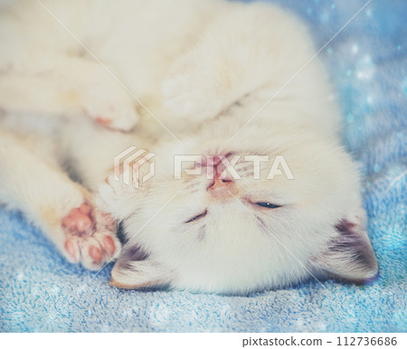 Happy funny cute little sleeping kitten on a soft blue blanket Happy funny cute little sleeping kitten on a soft blue blanket 112736686