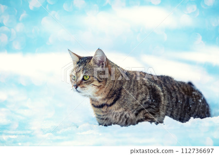 Portrait of a cat walking in the deep  snow in winter 112736697